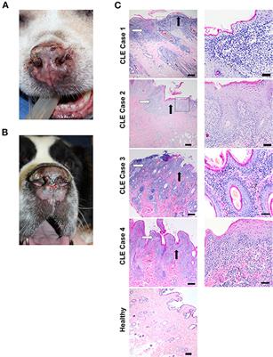 Using Gene Expression Analysis to Understand Complex Autoimmune Skin Disease Patients: A Series of Four Canine Cutaneous Lupus Erythematosus Cases